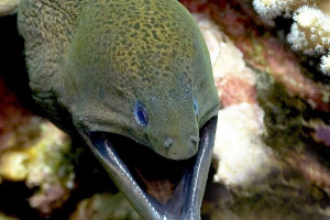 Giant muren ili yavan gymnotrax