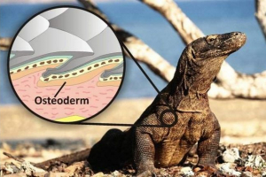 Giant ubojica gušteri živjeli su u danima drevnih australskih aboridžina Giant ubojica gušteri živjeli su u danima drevnih australskih aboridžina