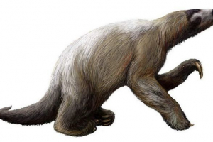 Giant luroths - megati Giant luroths - megati