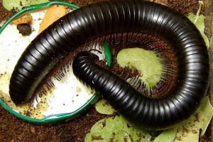 Giant african kivsek - egzotična mulouna