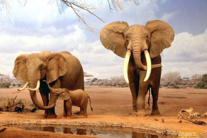 Zemljini divovi - slon Zemljini divovi - slon