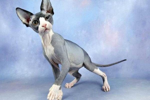 Hipoalergenske mačke. Opis, naslovi, vrste i fotografije hipoalergenskih mačaka Hipoalergenske mačke. Opis, naslovi, vrste i fotografije hipoalergenskih mačaka