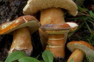 Gores kesten Gores kesten