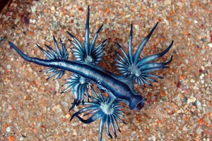 Glavk - goli mekušac Glavk - goli mekušac