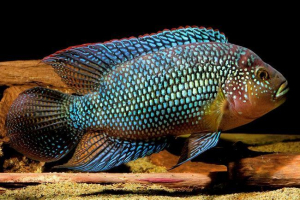 Svijetli ciklazoma - neobična riba za akvarij Svijetli ciklazoma - neobična riba za akvarij