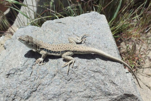 Sivi bujljivi - azijski reptil Sivi bujljivi - azijski reptil