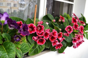 Gloksinija Gloksinija