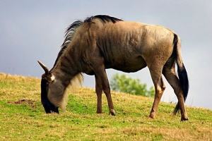 Gnu - antelope ili ne? Gnu - antelope ili ne?