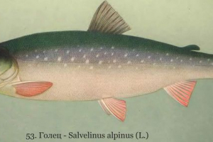 Pola arktika: fotografija, video Pola arktika: fotografija, video