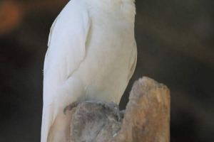 Bow-eyed copadada - nadimak papagaj Bow-eyed copadada - nadimak papagaj