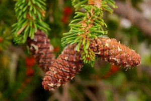 Gamocionalne biljke Gamocionalne biljke