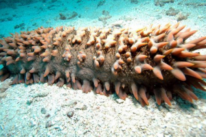 Holoturija Holoturija