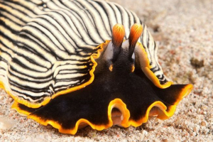 Call-chalters: tajne života morskih stanovnika Call-chalters: tajne života morskih stanovnika