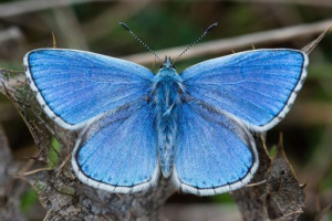 Guyland arrali Guyland arrali