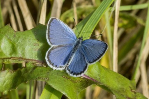 Goyanka oreas Goyanka oreas