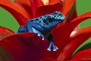 Plava stabla: kada se žali na lice Plava stabla: kada se žali na lice