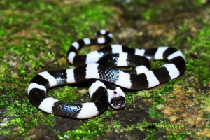 Blue edrat: opis reptila, staništa, fotografije Blue edrat: opis reptila, staništa, fotografije