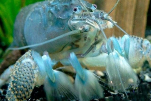 Plavi rak - umjetnička kuba