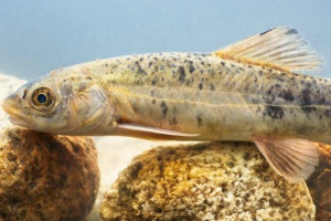 Goli osman Goli osman