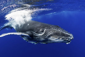 Grbavi kit Grbavi kit