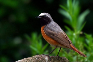 Obični gorichvost - nevjerojatno pjevačica Obični gorichvost - nevjerojatno pjevačica