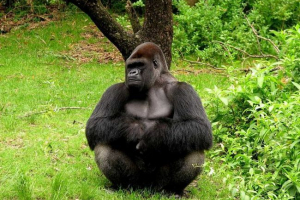 Gorila Gorila
