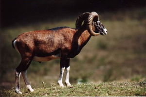 Planinski ovan. Fotografija planinskih barova Planinski ovan. Fotografija planinskih barova