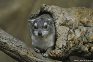 Mountain daman ili danam bruce: opis, fotografija