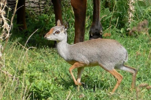 Planinski ili eritrejski dicdik Planinski ili eritrejski dicdik