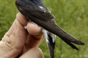 Urbana lastavica. Fotografija ptica Urbana lastavica. Fotografija ptica