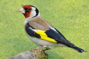 Ptice zalivane Ptice zalivane