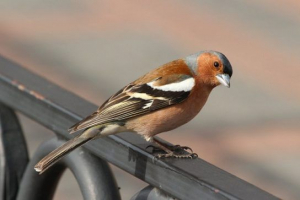 Vesela ptica Vesela ptica