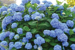 Hidrangeja hydrongea Hidrangeja hydrongea