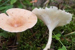 Govorushka voronehatte Govorushka voronehatte