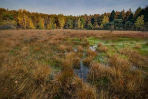 Granice ekosustava i ekotona