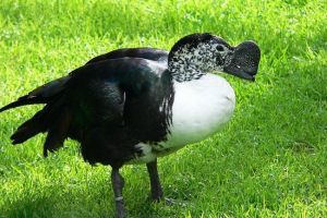 Velika patka Velika patka