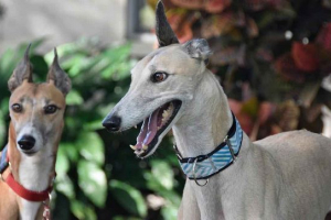 Greyhound - posebna vrsta pasa Greyhound - posebna vrsta pasa