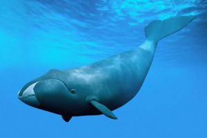 Greenland kit Greenland kit