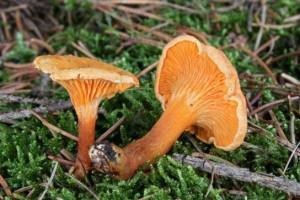 Hovwasska narančasta