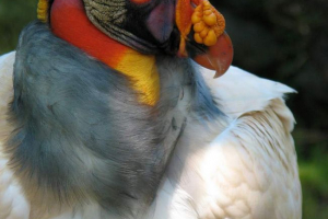 Kraljevski. Fotografija, opis peradi Kraljevski. Fotografija, opis peradi