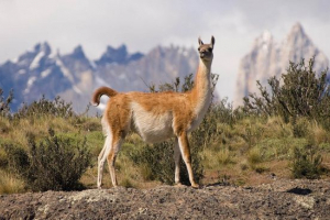Guanac Guanac