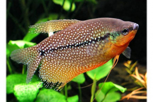 Pearl gourats: mirna akvarijska riba Pearl gourats: mirna akvarijska riba