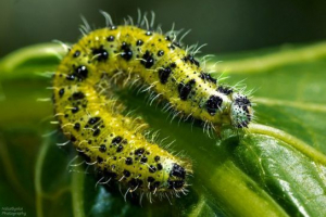 Caterpillar - pogledi, fotografija i imena Caterpillar - pogledi, fotografija i imena