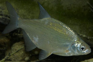 Guster - bliski rođak šiljaka Guster - bliski rođak šiljaka