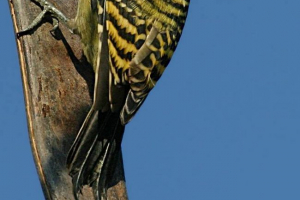 Guadelois melanerpes: opis, fotografija i video Guadelois melanerpes: opis, fotografija i video