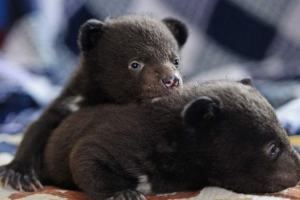 Khabarovsky branitelji životinja uzeli su dva mlada himalajska medvjeda pod skrbništvom Khabarovsky branitelji životinja uzeli su dva mlada himalajska medvjeda pod skrbništvom