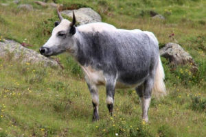 Haink - kućna krava superiorna za sebe Haink - kućna krava superiorna za sebe