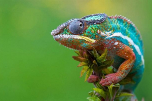 Kameleons u terarijama: sadržaj i njegu Kameleons u terarijama: sadržaj i njegu