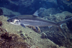 Hanos - mliječne ribe Hanos - mliječne ribe