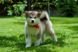 Karakter i izgled malamuta, fotografije psa Karakter i izgled malamuta, fotografije psa